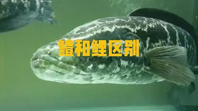 鱧和鯉