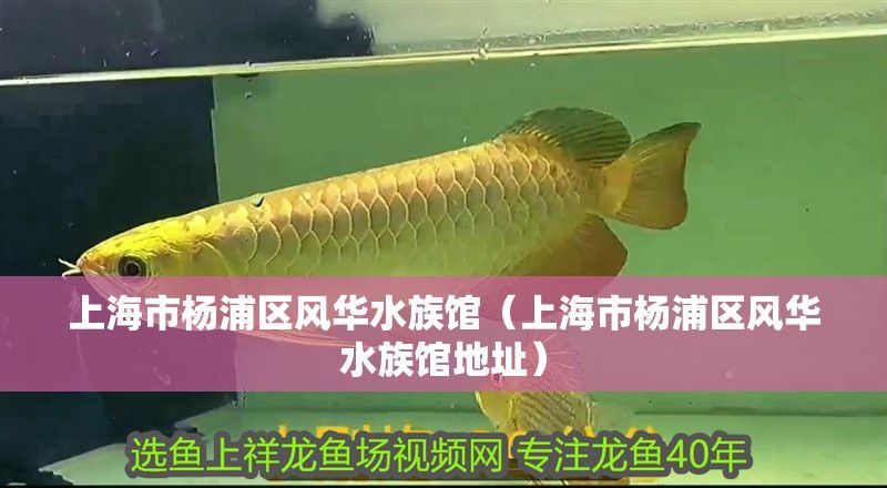 和興龍魚總店電話