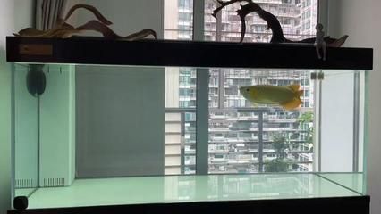 龍魚做手術(shù)要停多久吃：龍魚手術(shù)前后停食時(shí)間