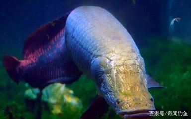 舌骨魚和金龍魚的區(qū)別：舌骨魚和金龍魚在生物學分類上有所不同,舌骨魚和金龍魚的區(qū)別