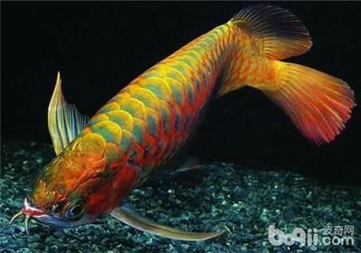 養(yǎng)一條龍魚每月花多少錢（養(yǎng)一條金龍魚一年的正常費用大致在幾千元至上萬元）