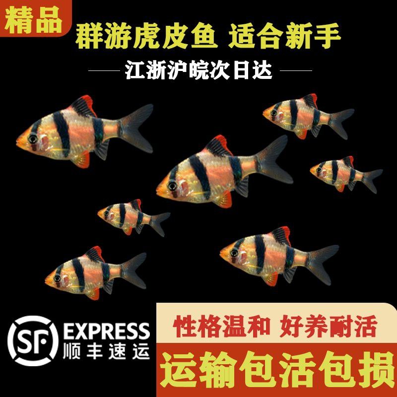 紅龍魚和虎魚混養用什么背景圖好看一點