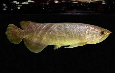 金龍魚國家保護動物（金龍魚不是中國國家一級保護動物，但其野外種群受到國家重點保護）