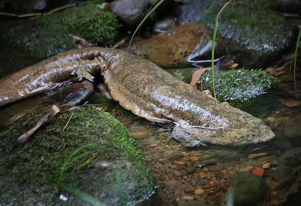 金龍魚國家保護動物（金龍魚不是中國國家一級保護動物，但其野外種群受到國家重點保護）