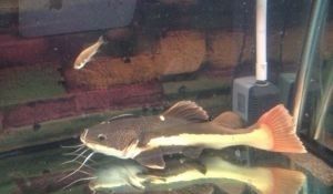 龍魚和虎魚打架的解決辦法，如何處理龍魚和虎魚打架？