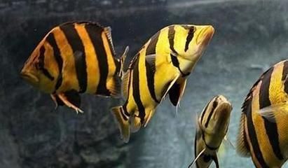 虎魚和龍魚混養的關鍵在于“制衡”，多大的虎魚可以混養：虎魚和龍魚可以混養嗎？