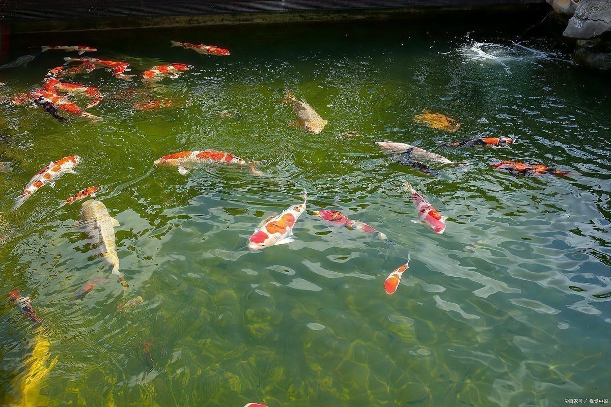 魚爛尾是什么原因引起的