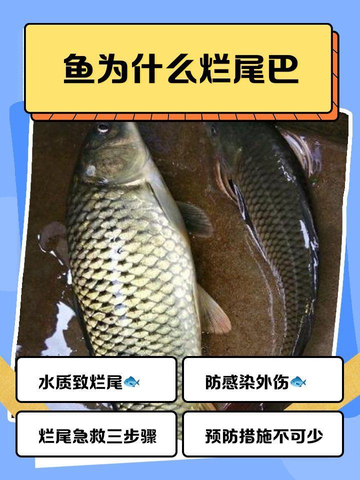 魚爛尾是什么原因引起的