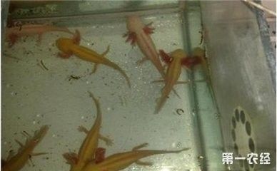 龍魚死亡前的征兆：龍魚死亡前有哪些征兆