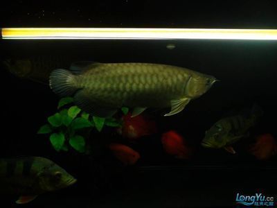 廣州觀賞魚(yú)批發(fā)市場(chǎng)去祥龍魚(yú)場(chǎng)怎么走（廣州觀賞魚(yú)批發(fā)市場(chǎng)）