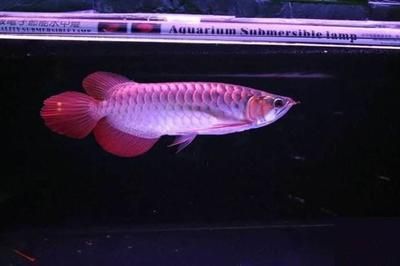 哪種龍魚適合練手：星點龍魚和青龍魚適合新手飼養的龍魚品種價格親民