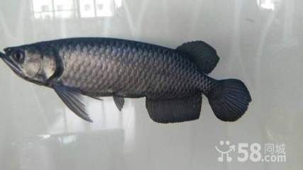 哪種龍魚適合練手：星點龍魚和青龍魚適合新手飼養的龍魚品種價格親民