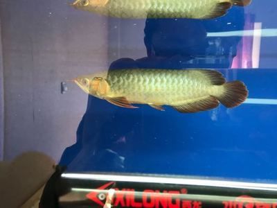 小龍魚變紫藍色怎么回事圖片（小龍魚為什么會變紫藍色？）