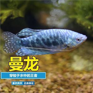 小龍魚變紫藍色怎么回事圖片（小龍魚為什么會變紫藍色？）