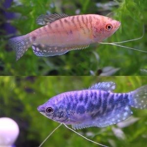 小龍魚變紫藍色怎么回事圖片（小龍魚為什么會變紫藍色？）