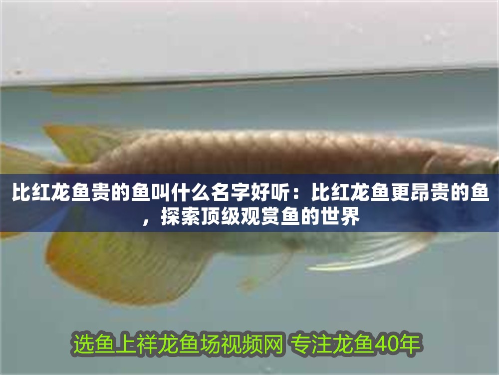 比紅龍魚貴的魚叫什么名字好聽：比紅龍魚更昂貴的魚，探索頂級觀賞魚的世界
