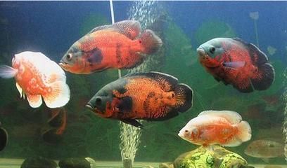 比紅龍魚貴的魚叫什么名字好聽：比紅龍魚更昂貴的魚，探索頂級觀賞魚的世界