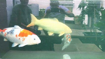 金龍魚單養還是混養好：單養可以讓金龍魚擁有更大的空間