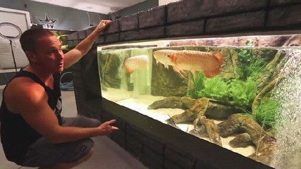 金龍魚單養還是混養好：單養可以讓金龍魚擁有更大的空間