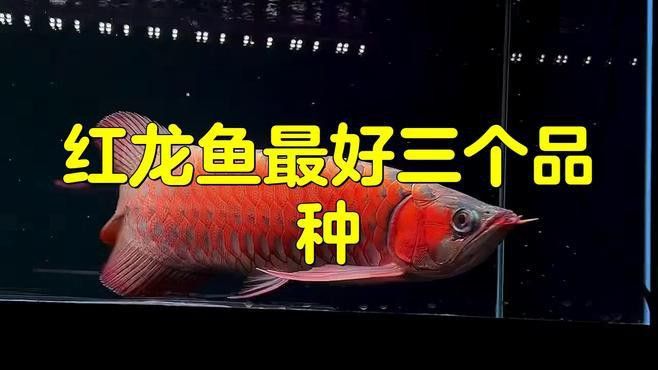 紅龍魚什么品種最好看又好養
