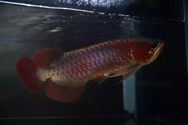 龍魚嘴唇磨爛：當龍魚的嘴唇磨爛時，可能是由于多種原因引起的，需要注意什么