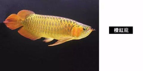 龍魚嘴唇磨爛：當龍魚的嘴唇磨爛時，可能是由于多種原因引起的，需要注意什么