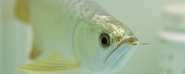 金龍魚身上有白膜白點