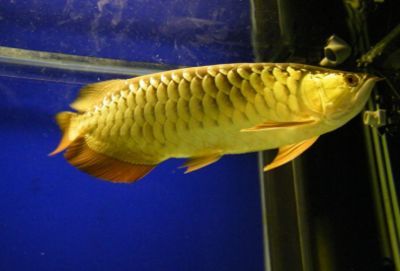 觀賞魚(yú) 龍鳳：龍鳳錦鯉在養(yǎng)殖市場(chǎng)上有一定的規(guī)模和需求和需求