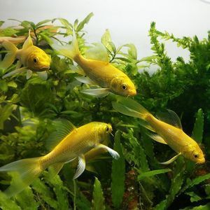 觀賞魚(yú) 龍鳳：龍鳳錦鯉在養(yǎng)殖市場(chǎng)上有一定的規(guī)模和需求和需求