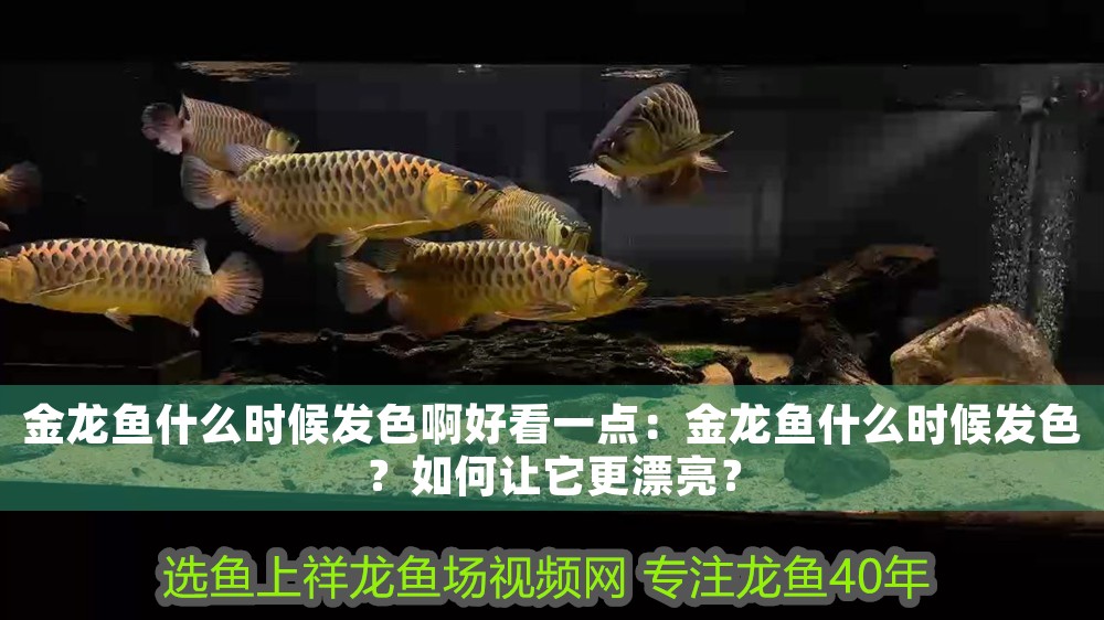 金龍魚什么時候發(fā)色啊好看一點：金龍魚什么時候發(fā)色？如何讓它更漂亮？