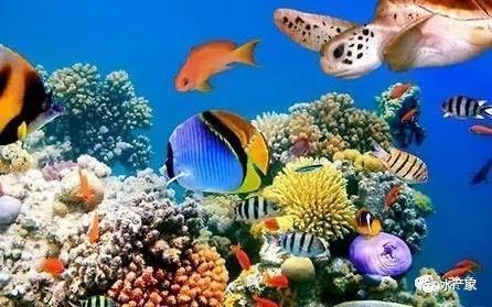 金龍魚什么時候發(fā)色啊好看一點：金龍魚什么時候發(fā)色？如何讓它更漂亮？