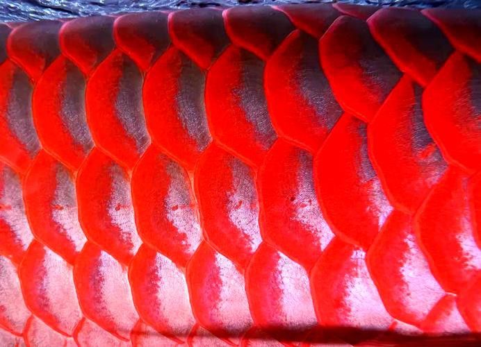 如何挑選發色良好的紅龍魚？