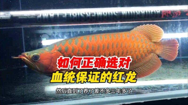 如何挑選發色良好的紅龍魚？