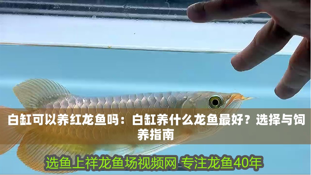 白缸可以養(yǎng)紅龍魚嗎：白缸養(yǎng)什么龍魚最好？選擇與飼養(yǎng)指南