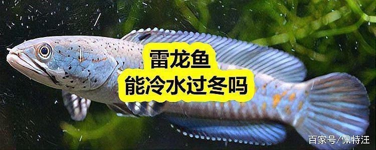雷龍魚需要打氧嗎