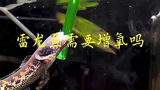 雷龍魚需要打氧嗎