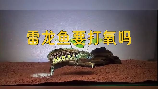 雷龍魚需要打氧嗎