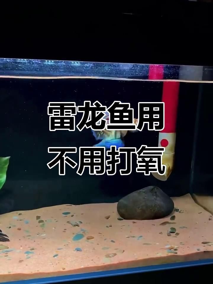 雷龍魚需要打氧嗎