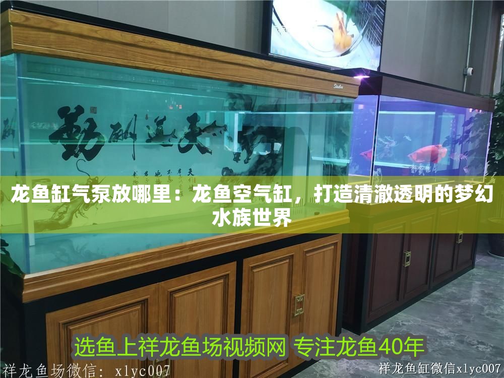 龍魚缸氣泵放哪里：龍魚空氣缸，打造清澈透明的夢幻水族世界