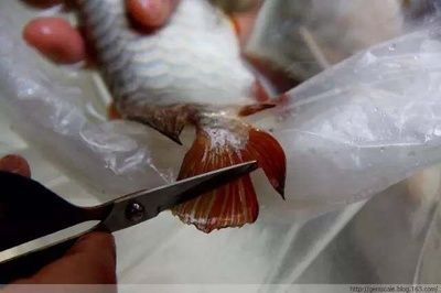 龍魚缸氣泵放哪里：龍魚空氣缸，打造清澈透明的夢幻水族世界