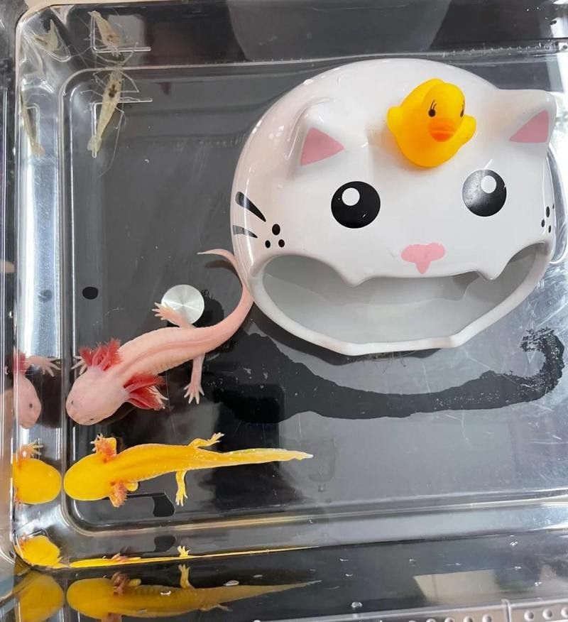 哪里可以購買到熒光色系六角龍？