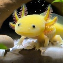 哪里可以購買到熒光色系六角龍？