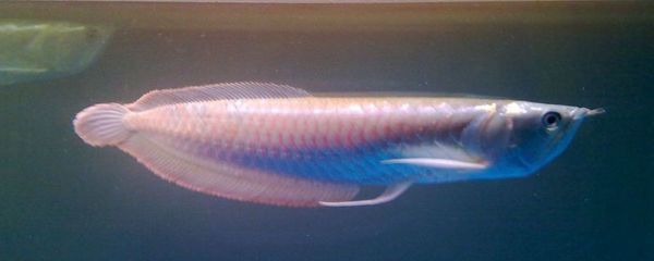 家中養銀龍魚說法（銀龍魚養殖常見誤區,銀龍魚混養效果探究）