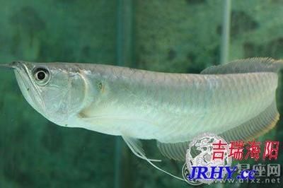 家中養銀龍魚說法（銀龍魚養殖常見誤區,銀龍魚混養效果探究）