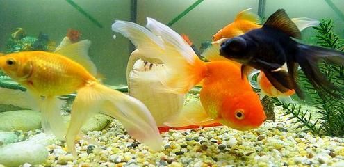 屬龍養什么金魚好：屬龍的人養什么金魚好