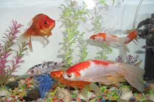 屬龍養什么金魚好：屬龍的人養什么金魚好