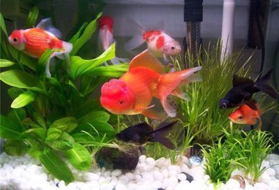 屬龍養什么金魚好：屬龍的人養什么金魚好