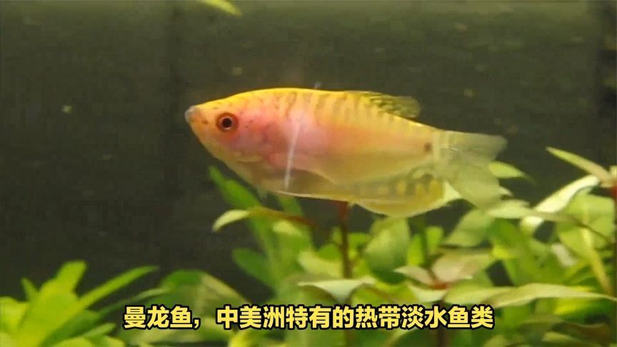 養龍魚怎么搭配魚類好
