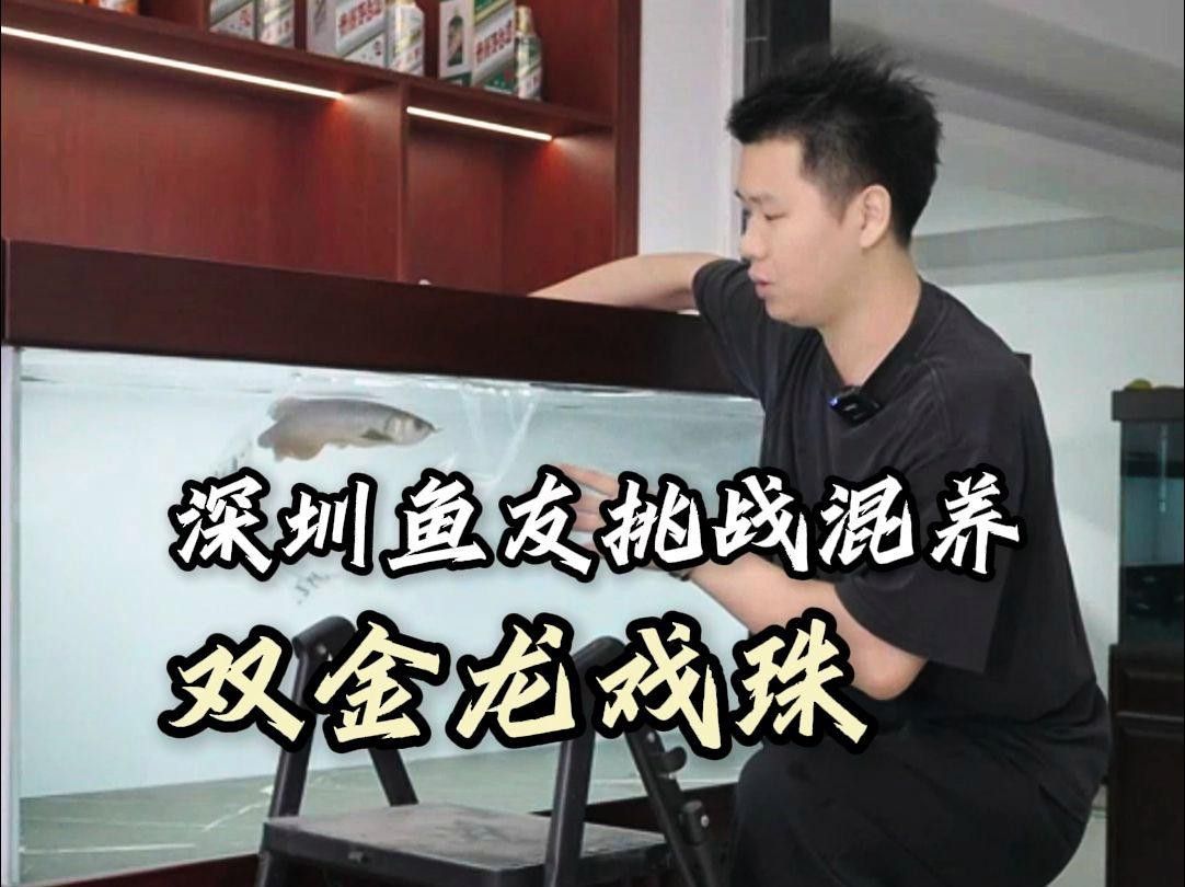 雙龍混養需要哪些食物