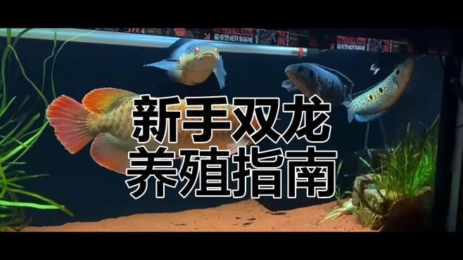 雙龍混養需要哪些食物
